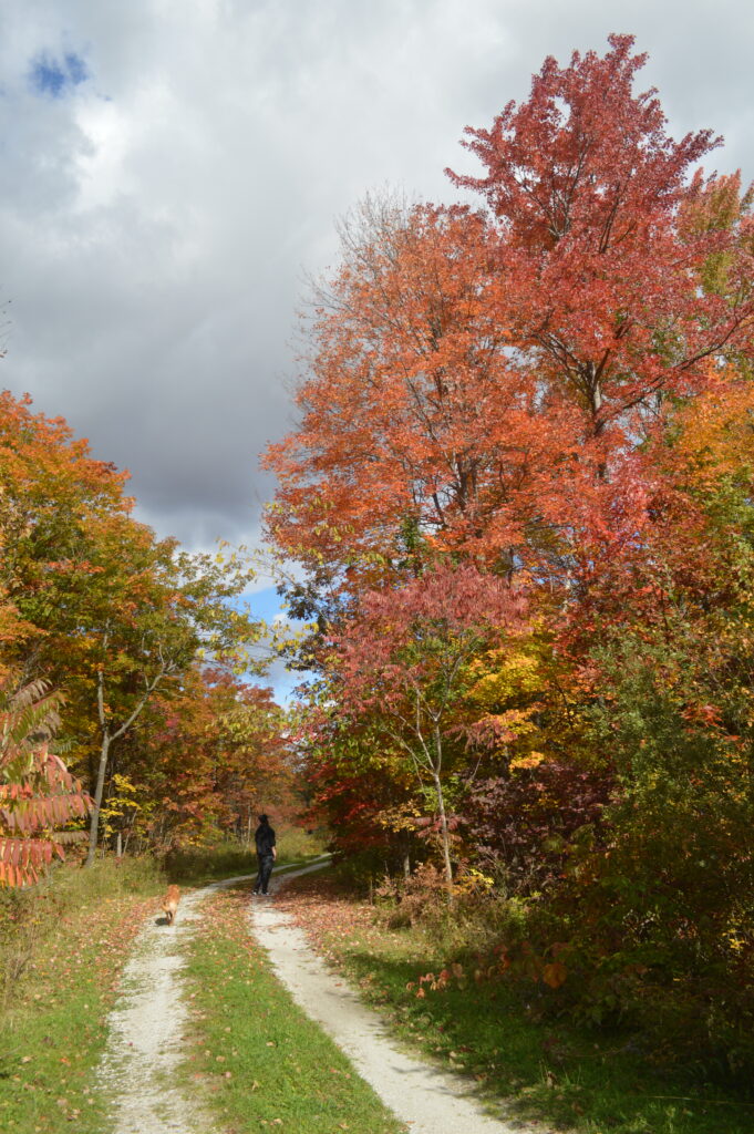 Photo of a hiking path in a park